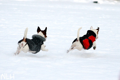 100125 fresbee.jpg - Sissi & Eppu frisbee-jahdissa
